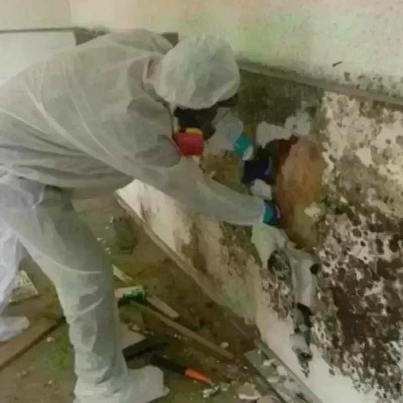 Mold Remediation and Removal in Shawnee Land, VA